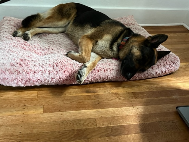 German shepherd resting on a pink plush bed at home