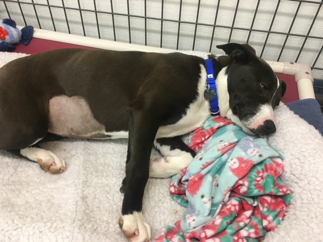 Safe overnight pet boarding