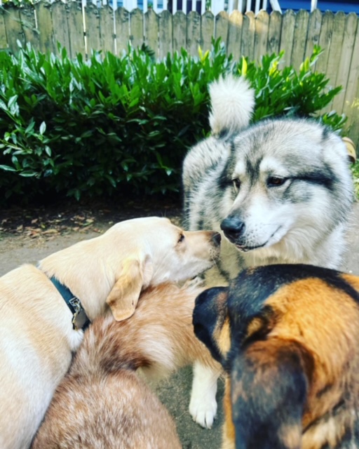 Pack of dogs greeting a husky in a backyard