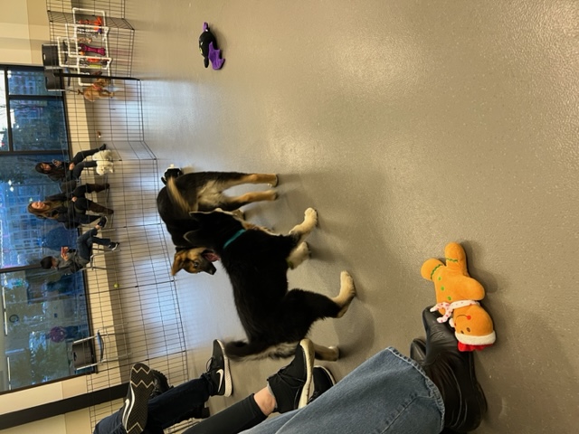 Personalized dog training session